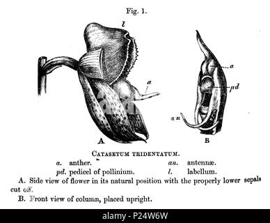 . Illustration de Catasetum macrocarpum (syn. Catasetum tridentatum ) Illustration à partir de la deuxième page de l'article de Charles Darwin sur Catasetum la pollinisation dans Journal officiel de l'instance de la Linnean society, Tome 6 page 151 - 157 (http://www.botanicus.org/page/166354 ) . 1862. Charles Darwin (1809-1882) 75 sur Darwin Catasetum barbatum page 152 - illustration Banque D'Images