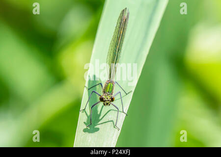 Calopteryx splendens Banded demoiselle, ,femme assis sur usine.fond flou.50 nuances de vert.La faune d'insectes colorés.détails. Banque D'Images