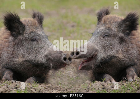 Deux sangliers, Sus scrofa, portrait, drôles, humoristiques Banque D'Images