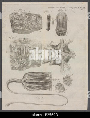 . Encrinus Encrinus spec 117 spec. - - - - Imprimer 2e moitié Zoologica Collections spéciales de l'Université d'Amsterdam - UBAINV0274 108 18 0006 Banque D'Images