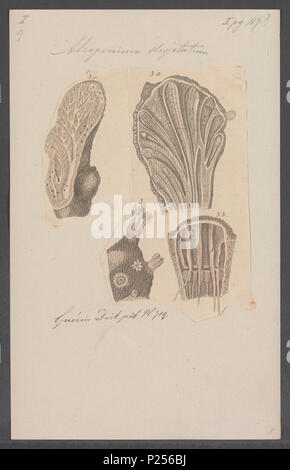 . Alcyonium digitatum 14 Alcyonium digitatum - - - - Imprimer 2e moitié Zoologica Collections spéciales de l'Université d'Amsterdam - UBAINV0274 109 01 0010 Banque D'Images
