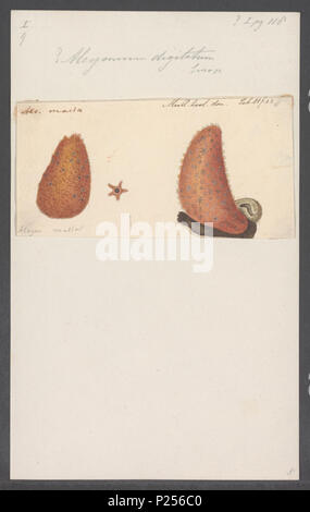 . Alcyonium digitatum 14 Alcyonium digitatum - - - - Imprimer 2e moitié Zoologica Collections spéciales de l'Université d'Amsterdam - UBAINV0274 109 01 0012 Banque D'Images
