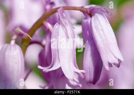 Bluebell (Hyacinthoides non-scripta, également endymion non-scriptus), à proximité de plusieurs fleurs de la variété rose. Banque D'Images