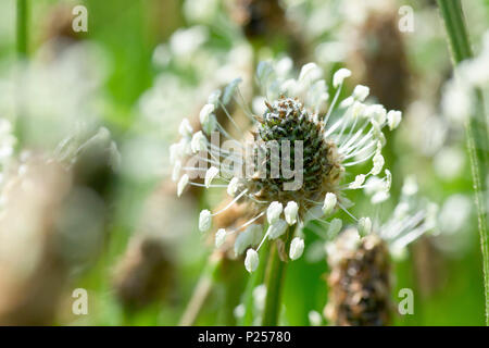 Plantain lancéole ou Ribgrass (Plantago lanceolata), close up d'une tête de floraison parmi tant d'autres. Banque D'Images