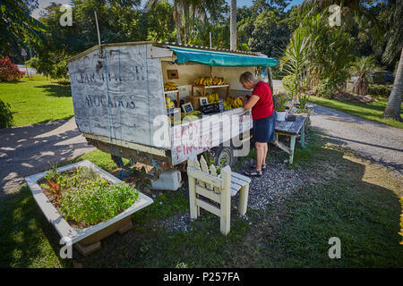 Une femme d'acheter les bananes d'un étal de fruits sur le bord de la route est passée d'un vieux 4 X 4 véhicule près de Coffs Harbour, New South Wales, Australie Banque D'Images