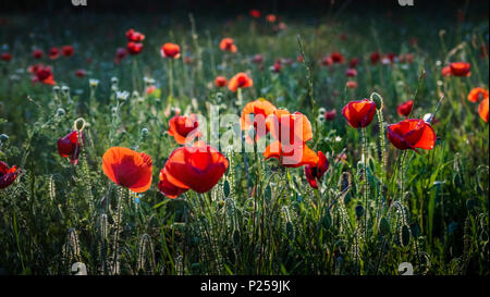 Coquelicots, détail Banque D'Images