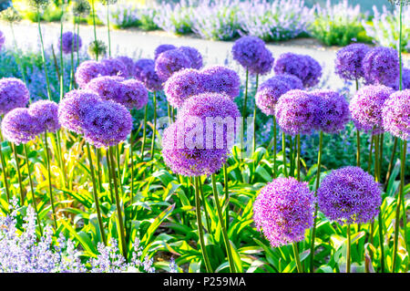 Allium giganteum, également connu sous le nom de l'Oignon géant, Canada Banque D'Images