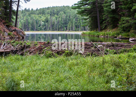 River bloqué par un barrage de castors, Algonquin Provincial Park, Ontario, Canada, Sentier Beaver Pond Banque D'Images