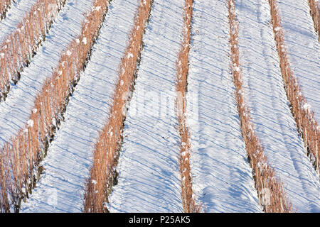 Les vignes en hiver, Barolo, Langhe, Province de Cuneo, Piémont, Italie, Europe Banque D'Images