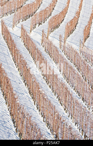 Les vignes en hiver, Barolo, Langhe, Province de Cuneo, Piémont, Italie, Europe Banque D'Images