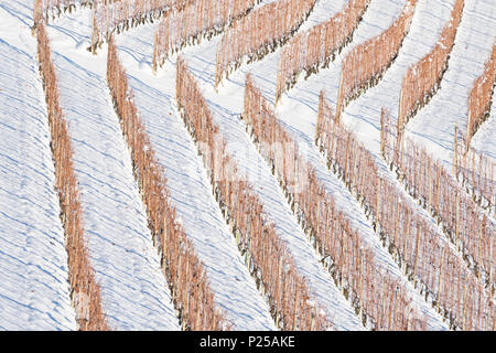 Les vignes en hiver, Barolo, Langhe, Province de Cuneo, Piémont, Italie, Europe Banque D'Images