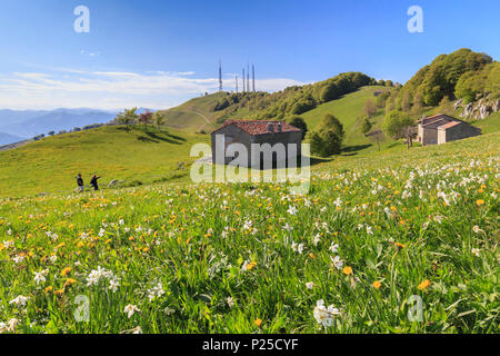 Les gens à pied dans un Tho fleurs des champs à Valico di Valcava Valcava(Pass), Val San Martino, province de Bergame, Prealpi Bergamasche, Lombardie, Italie. Banque D'Images