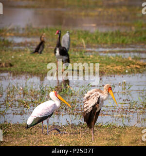 Cigognes à bec jaune, Okavango Delta, Botswana, Africa Banque D'Images