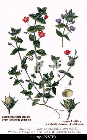. Anagallis arvensis L. Le 31 janvier 2001. JJean-Philippe Masclef Amédée (1858-) JJean-Philippe Masclef Autres noms botaniste français Description Date de naissance/décès 1858 19.. Contrôle d'autorité : Q18507759 : 233362923 VIAF ISNI : 0000 0003 6776 1587 RCAC : n88663684 JJean-Philippe Masclef : Botaniste : SUDOC WorldCat 035266805 3213 Anagalis arvensis L Banque D'Images