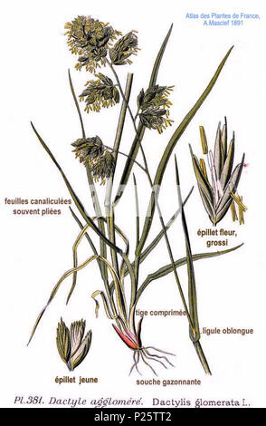 . Dactylis glomerata L. Le 31 janvier 2001. JJean-Philippe Masclef Amédée (1858-) JJean-Philippe Masclef Autres noms botaniste français Description Date de naissance/décès 1858 19.. Contrôle d'autorité : Q18507759 : 233362923 VIAF ISNI : 0000 0003 6776 1587 RCAC : n88663684 JJean-Philippe Masclef : Botaniste : SUDOC WorldCat 035266805 3381 Dactylis glomerata L Banque D'Images