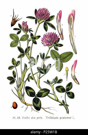 . Trifolium pratense L. Le 31 janvier 2001. JJean-Philippe Masclef Amédée (1858-) JJean-Philippe Masclef Autres noms botaniste français Description Date de naissance/décès 1858 19.. Contrôle d'autorité : Q18507759 : 233362923 VIAF ISNI : 0000 0003 6776 1587 RCAC : n88663684 JJean-Philippe Masclef : Botaniste : SUDOC WorldCat 478 035266805 Trifolium pratense L Banque D'Images