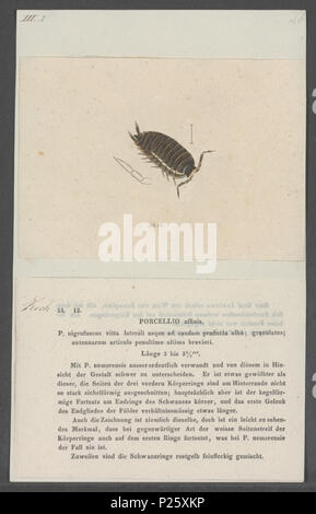 . Trachelipus rathkii syn. Porcellio affinis affinis Porcellio 231 - - - - Imprimer 2e moitié Zoologica Collections spéciales de l'Université d'Amsterdam - UBAINV0274 098 08 0038 Banque D'Images