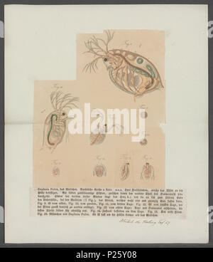 Daphnia pulex 75 - - - - Imprimer 2e moitié Zoologica Collections spéciales de l'Université d'Amsterdam - 09906 UBAINV0274 0002A Banque D'Images