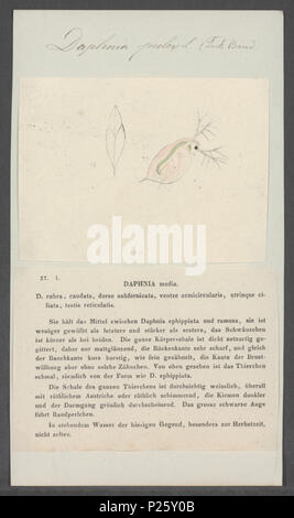 . Daphnia pulex Daphnia pulex 75 - - - - Imprimer 2e moitié Zoologica Collections spéciales de l'Université d'Amsterdam - UBAINV0274 099 06 0003 Banque D'Images