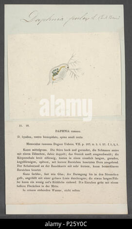 . Daphnia pulex Daphnia pulex 75 - - - - Imprimer 2e moitié Zoologica Collections spéciales de l'Université d'Amsterdam - UBAINV0274 099 06 0004 Banque D'Images