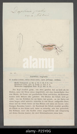 . Daphnia pulex Daphnia pulex 75 - - - - Imprimer 2e moitié Zoologica Collections spéciales de l'Université d'Amsterdam - UBAINV0274 099 06 0005 Banque D'Images
