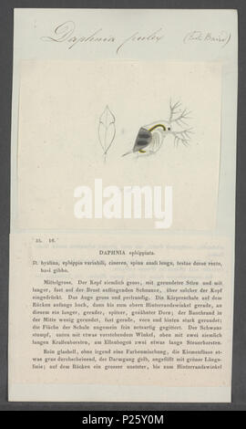. Daphnia pulex Daphnia pulex 75 - - - - Imprimer 2e moitié Zoologica Collections spéciales de l'Université d'Amsterdam - UBAINV0274 099 06 0006 Banque D'Images