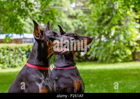 Deux dobermans noir assis sur l'herbe Banque D'Images