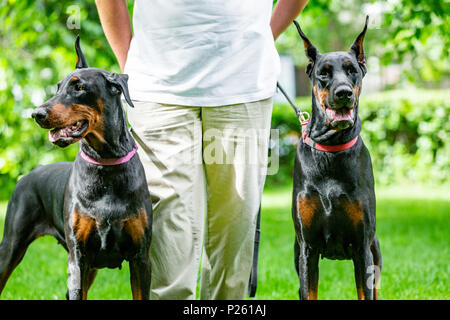 Deux dobermans noirs. Homme marche dans le parc deux Dobermanns pur Banque D'Images