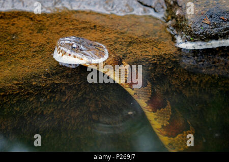 Une couleuvre d'eau, de la Creek - Raleigh North Carolina Banque D'Images