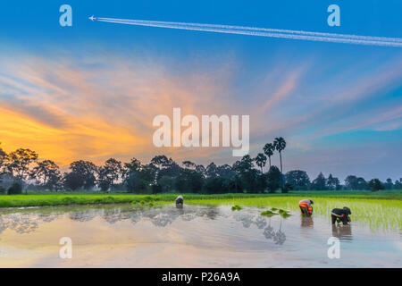 Abstract silhouette de la coucher du soleil avec le farmerpractices, une ancienne méthode, la plantation, le riz paddy vert terrain avec belle ciel nuage en thaï Banque D'Images