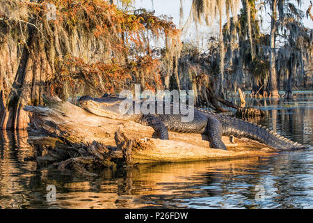 Alligator Alligator mississippiensis), (Lac Martin, Breaux Bridge, bassin Atchafalaya, Sud des États-Unis, ÉTATS UNIS, Amérique du Nord Banque D'Images