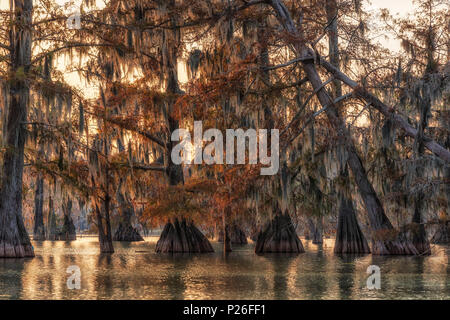 Cyprès chauve (Taxodium distichum) Forêt, Lac Martin, Breaux Bridge, bassin Atchafalaya, Sud des États-Unis, ÉTATS UNIS, Amérique du Nord Banque D'Images