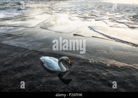 Cygne chanteur, Kotan onsen, côte est du lac Kussharo, l'Est de Hokkaido, Japon Banque D'Images