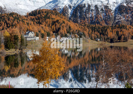 Mélèze arbres se reflétant dans le lac au cours de l'automne, St Moritz, canton des Grisons, Engadine, district de Maloja, Suisse Banque D'Images