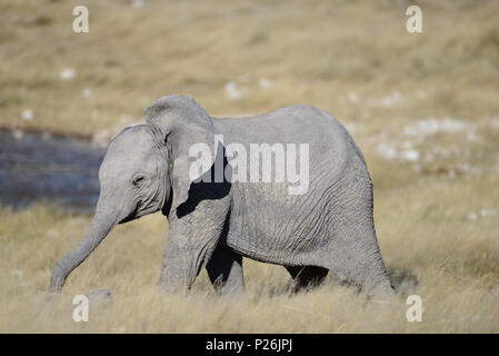 Bébé éléphant couvert de boue séchée, sur la savane à proximité d'un étang dans le parc national d'Etosha, Namibie. Banque D'Images