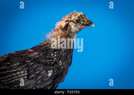 Le jeune adolescent silver-lacé Wyandotte poule ferme poulet portrait Banque D'Images