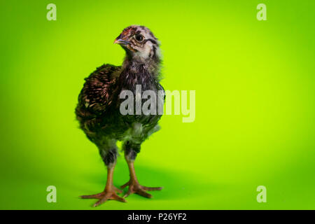 Le jeune adolescent silver-lacé Wyandotte poule ferme poulet portrait Banque D'Images