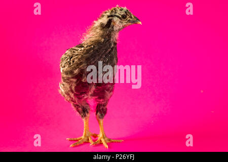 Le jeune adolescent silver-lacé Wyandotte poule ferme poulet portrait Banque D'Images