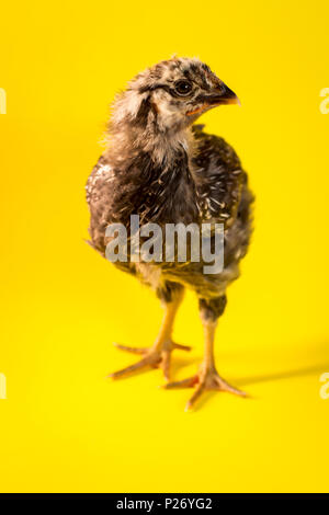 Le jeune adolescent silver-lacé Wyandotte poule ferme poulet portrait Banque D'Images