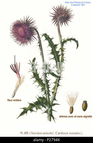 . Carduus nutans L. Le 31 janvier 2001. JJean-Philippe Masclef Amédée (1858-) JJean-Philippe Masclef Autres noms botaniste français Description Date de naissance/décès 1858 19.. Contrôle d'autorité : Q18507759 : 233362923 VIAF ISNI : 0000 0003 6776 1587 RCAC : n88663684 JJean-Philippe Masclef : Botaniste : SUDOC WorldCat 035266805 1162 Carduus nutans L Banque D'Images