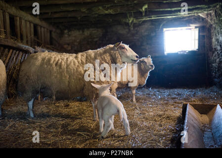 L'élevage de moutons, de brebis et d'agneaux dans la bergerie Banque D'Images