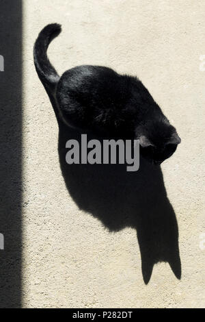 Chat noir soleil sur un étage avec ombre Banque D'Images