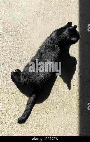 Chat noir soleil sur un étage avec ombre Banque D'Images