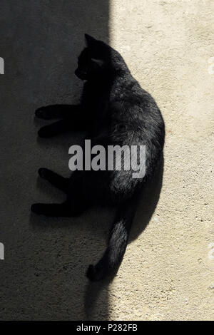 Chat noir soleil sur un étage avec ombre Banque D'Images