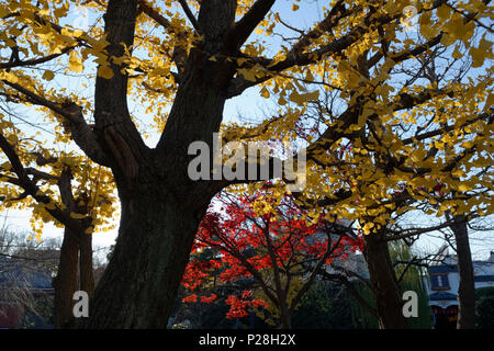 Les feuilles d'automne. L'érable japonais et ginko, Senso-ji Temple Asakusa, Tokyo, Japon Banque D'Images