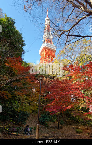 Momiji-dani もみじ谷 Park à Minato. Les feuilles d'automne. L'érable japonais et ginko, près de la Tour de Tokyo, Tokyo, Japon Banque D'Images