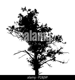 Arbre Silhouette isolated on White Backgorund. Vecrtor Illustration Illustration de Vecteur