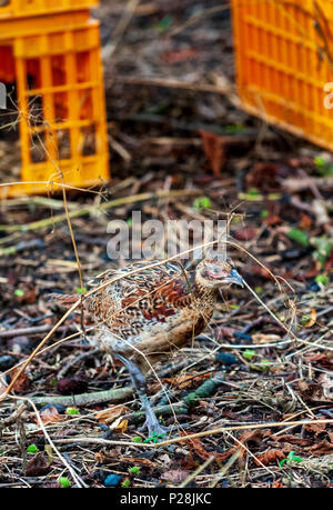 Sept semaines poussins faisan faisan, souvent connue sous le nom de dindonneaux, dans un garde-chasse de la plume de presse caisses utilisés pour leur transport à partir de la game farm Banque D'Images