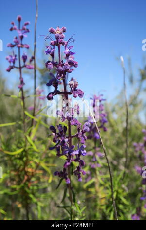 Randonnées avec les zones boisées, prairies, arbres et de lupins dans Parc de lapin en Azusa, Californie et Cahuilla Mountain Trail dans les montagnes de San Bernardino. Banque D'Images