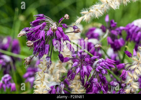 L'allium insubricum, Melica ciliata Banque D'Images